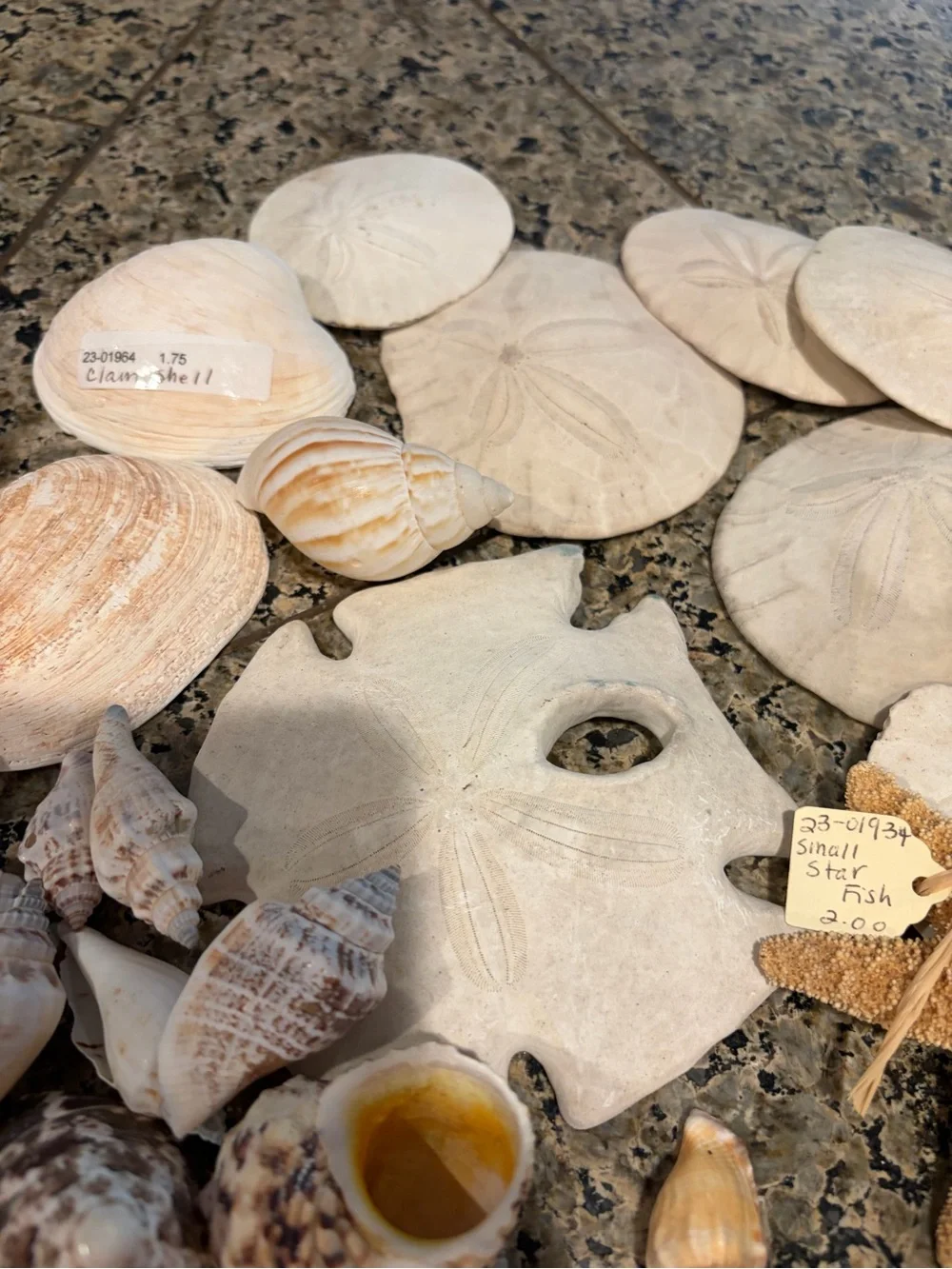 Natural Sea Shell Lot Starfish Sand Dollars Clam Shells Conch Shells